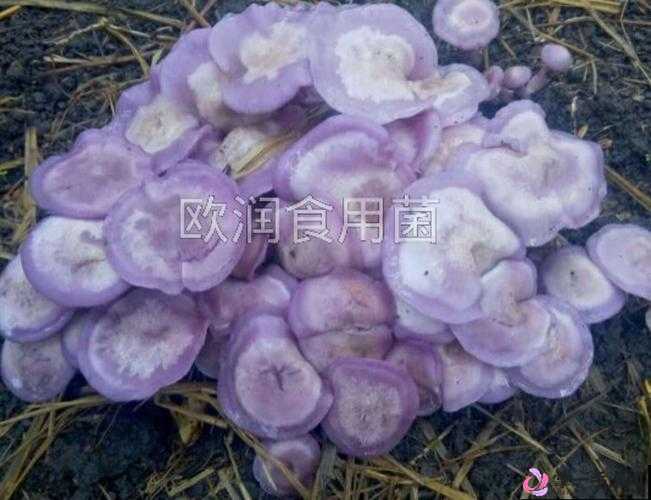 紫色的蘑菇根很粗大能吃吗迟迟不收入：究竟为何被忽视