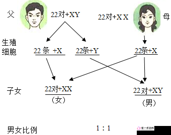 亚洲人与欧洲人染色体的区别：探究不同人种的遗传密码差异